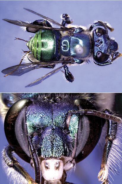 Euglossa bazinga